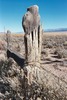 Thumbnail Old Western Fence Post, NV