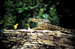 Thumbnail Rattlesnake Montana