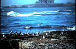 Thumbnail Sea Gull Nabs Crab Santa Cruz CA