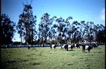 Thumbnail Belted Swiss Cows Sonoma CA