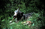 Thumbnail Wolf Chewing Elk Bone Looking at Camera Montana