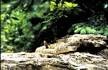 Thumbnail Rattlesnake Camouflaged Montana