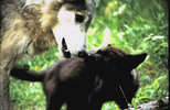Thumbnail Wolf Father and Cub Nose Touch Montana