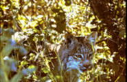 Thumbnail Lynx in Underbrush Montana