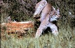 Thumbnail Lynx Landing Jump Montana
