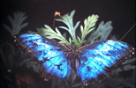Thumbnail Blue Morpho Butterfly Monteverde Costa Rica