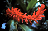 Thumbnail Bromeliad Tabacon Costa Rica