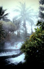 Thumbnail Tabacon Hot Springs Palm Tree with Steam