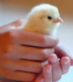 Thumbnail How to Raise Chickens - Keeping Chickens & Chicken Farming 