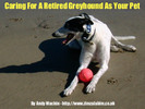 Thumbnail Caring For A Retired Greyhound As Your Pet
