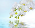 Thumbnail White orchids reflecting in water
