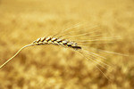 Thumbnail golden wheat ear. south Ukraine