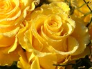 Thumbnail Yellow Rose