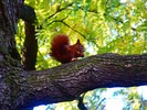 Thumbnail Squirrel