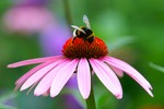 Thumbnail Purple Coneflower