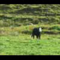 Thumbnail Royalty Free Stock Footage: New Zealand Cow: NL00015