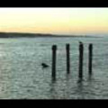 Thumbnail Royalty Free Stock Footage: New Zealand Coastal Sunrise: NL00022