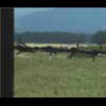Thumbnail Royalty Free Stock Footage: New Zealand Farmland: NL00034