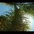 Thumbnail Royalty Free Stock Footage: Palm Trees: NL00147