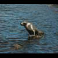 Thumbnail Royalty Free Stock Footage: Seals: NL00151