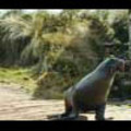 Thumbnail Royalty Free Stock Footage: Seal: NL00160