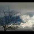 Thumbnail Royalty Free Stock Footage: Clouds: NL00234