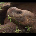 Thumbnail Royalty Free Stock Footage : Turtle : NL00402