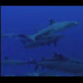 Thumbnail Royalty Free Stock Footage : Sharks : NL00408