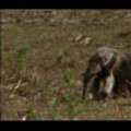Thumbnail Royalty Free Stock Footage: Venezuela Anteater: NL00416