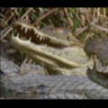 Thumbnail Royalty Free Stock Footage: Alligator: NL00418