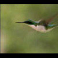 Thumbnail Royalty Free Stock Footage: Hummingbird : NL00424