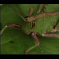 Thumbnail Royalty Free Stock Footage: Venezuela Grasshopper: NL00436
