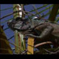 Thumbnail Royalty Free Stock Footage: Venezuela Iguana: NL00439