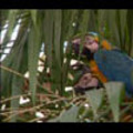 Thumbnail Royalty Free Stock Footage: Venezuela Birds: NL00443