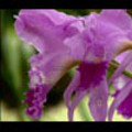Thumbnail Royalty Free Stock Footage: Venezuela Orchid: NL00451
