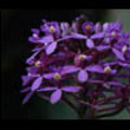 Thumbnail Royalty Free Stock Footage: Venezuela Orchid: NL00452