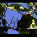 Thumbnail Royalty Free Stock Footage: Venezuela Birds: NL00455