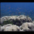 Thumbnail Royalty Free Stock Footage: Venezuela Reef: NL00463