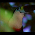 Thumbnail Royalty Free Stock Footage: Venezuela Birds: NL00474