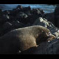 Thumbnail Royalty Free Stock Footage : Seals : NL00478