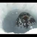 Thumbnail Royalty Free Stock Footage: Antarctica Wildlife: NL00508.mov