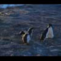 Thumbnail Royalty Free Stock Footage: Antarctica: NL00528