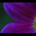 Thumbnail Royalty Free Stock Footage: Flower: NL00556