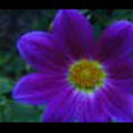 Thumbnail Royalty Free Stock Footage: Flower: NL00558