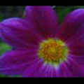 Thumbnail Royalty Free Stock Footage: Flower: NL00559