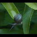 Thumbnail Royalty Free Stock Footage: Snail: NL00560