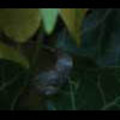 Thumbnail Royalty Free Stock Footage: Snail: NL00562