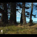 Thumbnail Royalty Free Stock Footage: New Zealand: NL00568