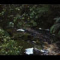 Thumbnail Royalty Free Stock Footage: New Zealand: NL00624