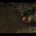 Thumbnail Royalty Free Stock Footage : Duck : NL00630